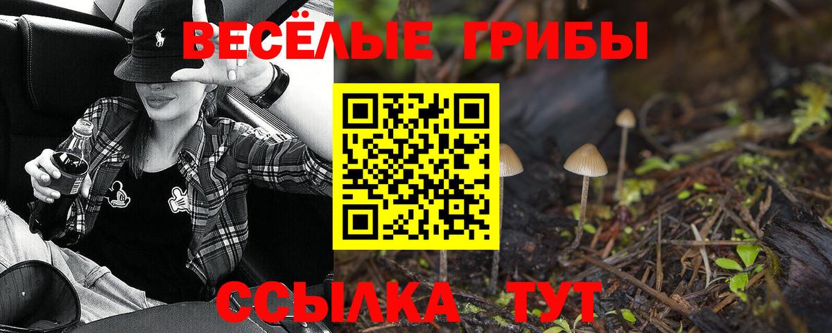 Галлюциногенные грибы Psilocybe Барабинск